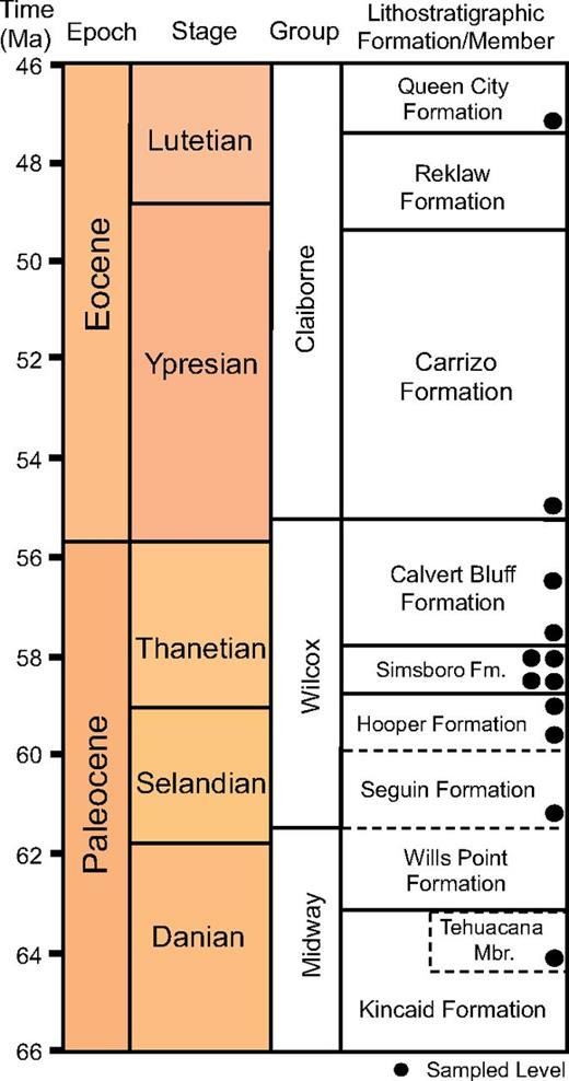 U-Pb detrital zircon geochronology of the Upper Paleocene to Lower ...
