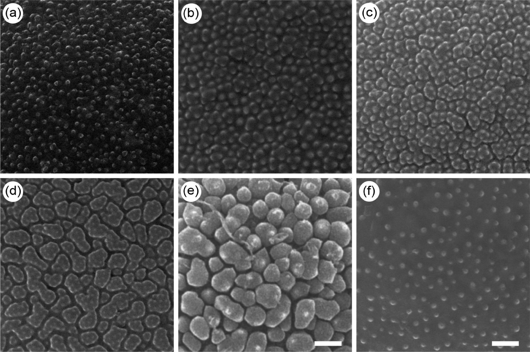 grass pollen surface ornamentation a review of morphotypes and