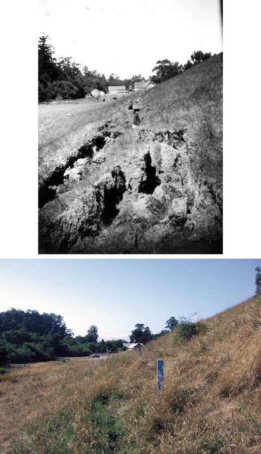 View Northwest Along The Moletrack Of 1906 Earthquake On Skinner Ranch Now View Northwest Along The Moletrack Of 1906 Earthquake On Skinner Ranch Now